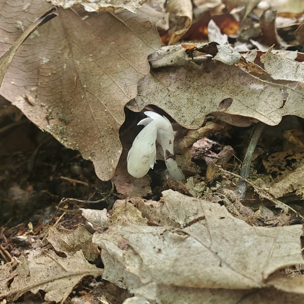 monotrop uniflora grows fon the forest floor